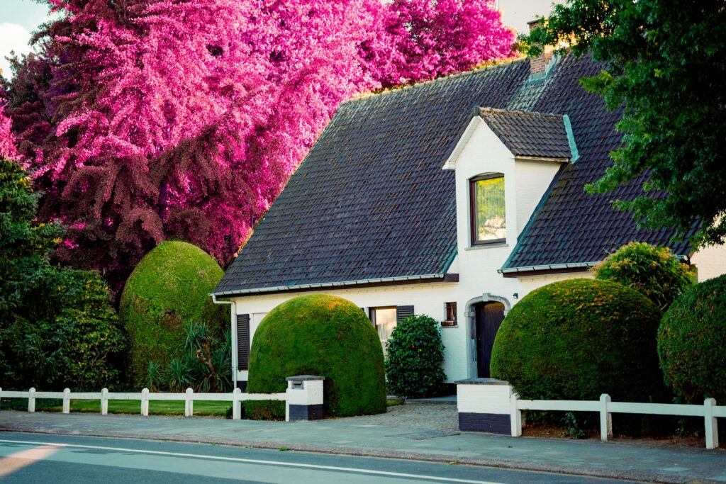 Beautiful suburban house with lush garden and striking pink trees.